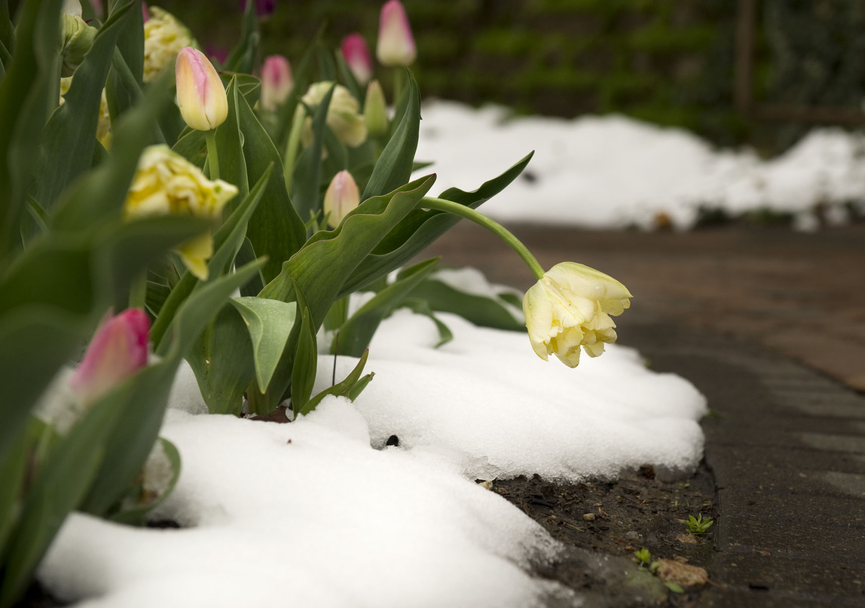 Snow on flowers